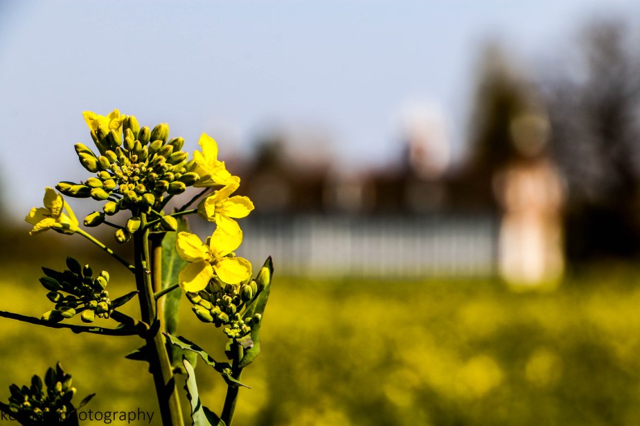 Parks & Gardens,&nbsp;Germany
